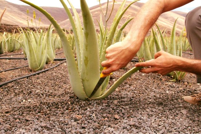 ekologiczna plantacja aloesu na Lanzarote 